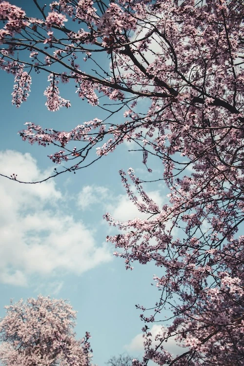 Grenar från ett körsbärsträd täckt av rosa blommor sträcker sig mot en delvis molnig blå himmel, med ett annat blommande träd synligt på avstånd.