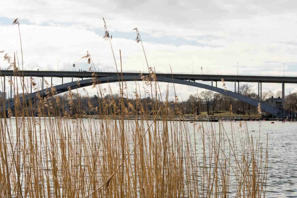 Hög torr vass växer vid kanten av en flod, med en bred bågformad bro över vattnet i bakgrunden under en molnig himmel. Träd och parkområden syns nära bron.