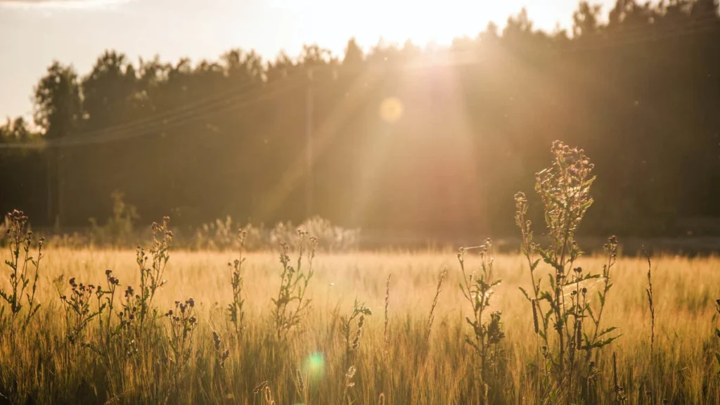 Solljuset flödar över ett fält med högt gräs och vildblommor och skapar ett varmt, gyllene sken. Träden bildar en mörk silhuett i bakgrunden under en klar himmel.