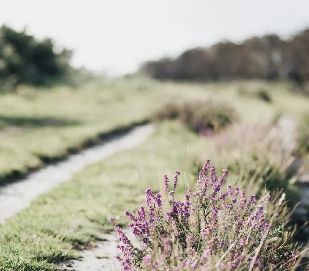 En sandig stig slingrar sig genom ett gräsbevuxet fält med kluster av blommande lila vildblommor i förgrunden, under en ljus, lätt mulen himmel.